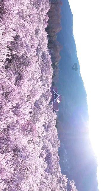 小猫钓鱼正版下载中文版